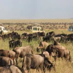 What Makes Maasai Mara One of Kenya’s Best Safari Destinations?