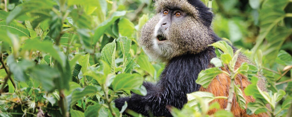 What Makes Volcanoes National Park and Mgahinga National Park Ideal for Golden Monkey Tracking?