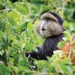 What Makes Volcanoes National Park and Mgahinga National Park Ideal for Golden Monkey Tracking?
