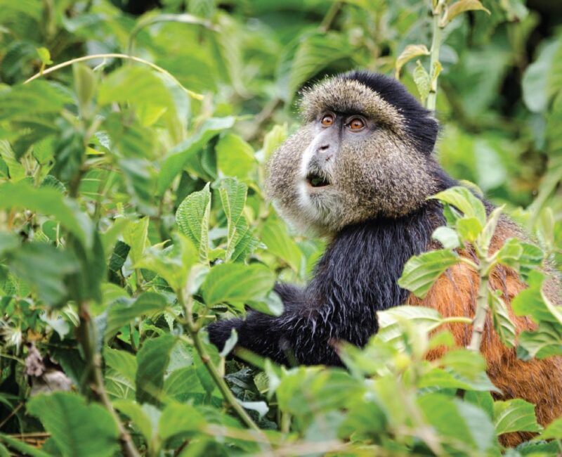 What Makes Volcanoes National Park and Mgahinga National Park Ideal for Golden Monkey Tracking?