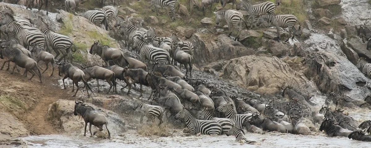 What Makes the Serengeti and Maasai Mara Ideal for Migration Safaris?