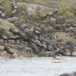 What Makes the Serengeti and Maasai Mara Ideal for Migration Safaris?