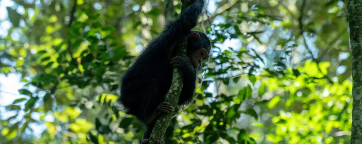 What Safety Measures Are Taken During Chimpanzee Tracking?