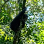 What Safety Measures Are Taken During Chimpanzee Tracking?