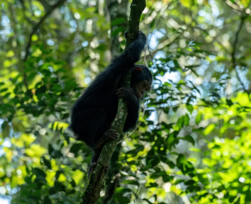 What Safety Measures Are Taken During Chimpanzee Tracking?