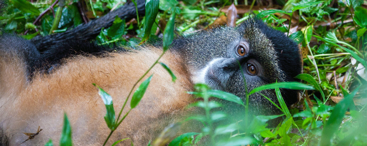 What is Included in a Golden Monkey Tracking Safari?