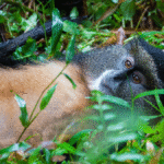 What is Included in a Golden Monkey Tracking Safari?