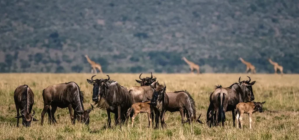What is the Average Cost of a Great Migration Safari?