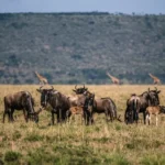What is the Average Cost of a Great Migration Safari?