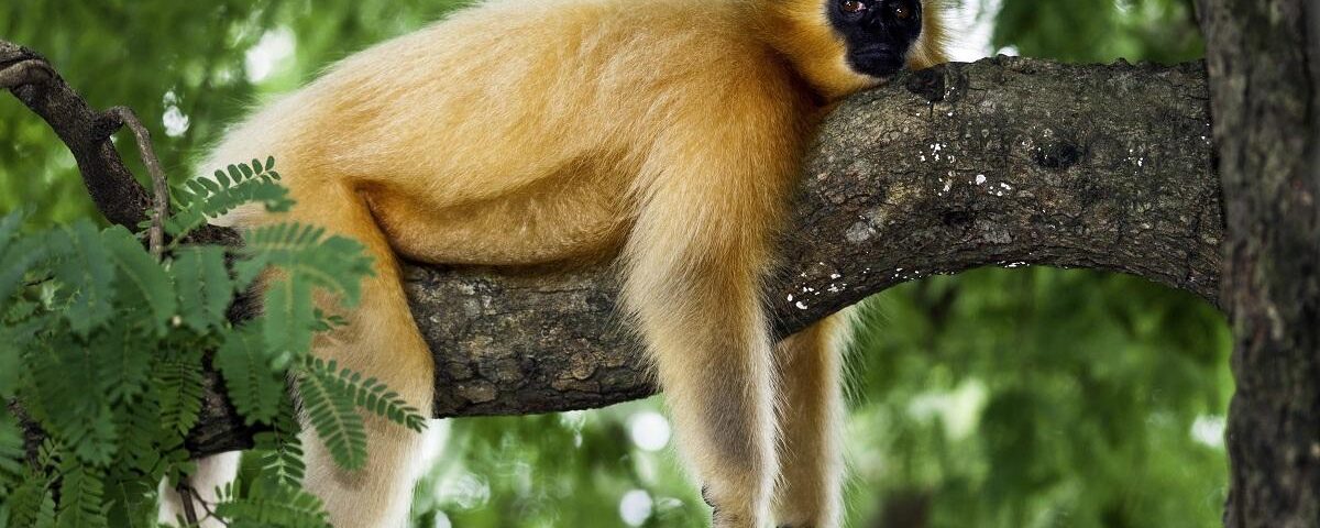 What is the Best Time to Track Golden Monkeys?