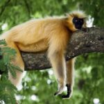 What is the Best Time to Track Golden Monkeys?