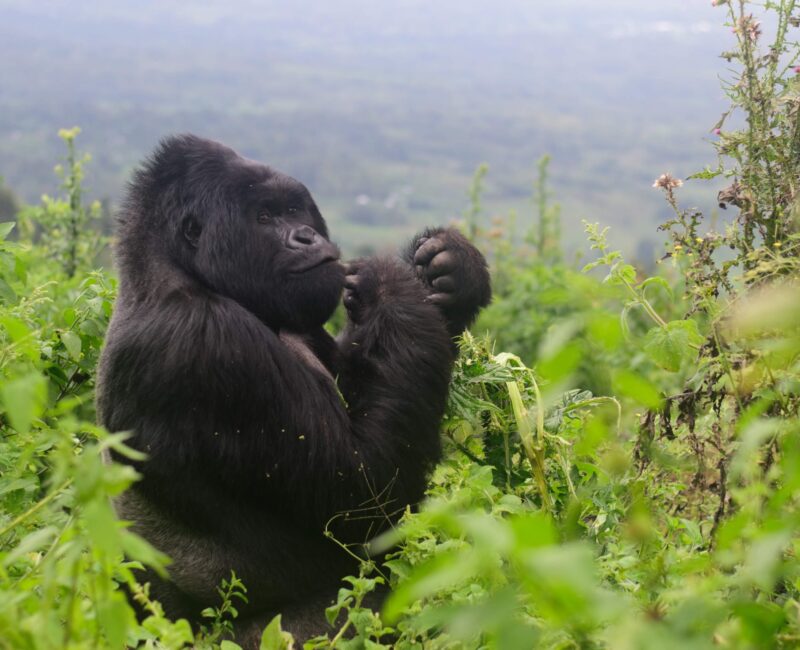 What is the Cost of a Gorilla Trekking Permit in Rwanda?