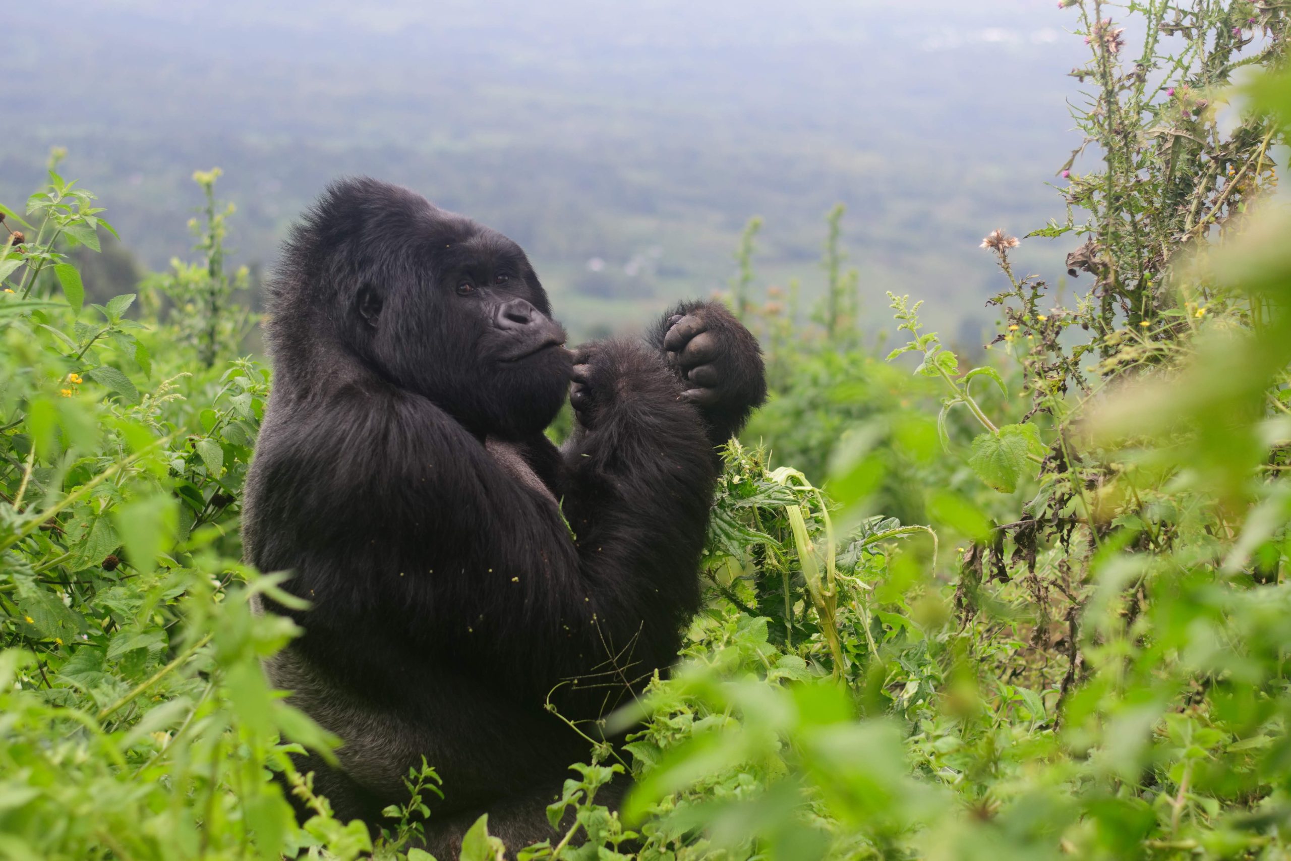 What is the Cost of a Gorilla Trekking Permit in Rwanda?