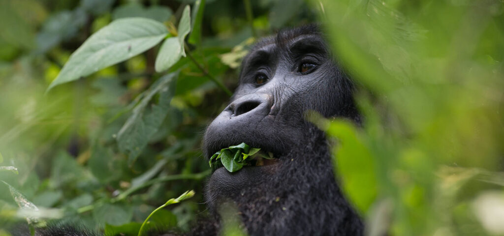 What is the Difference Between Golden Monkey Tracking and Gorilla Trekking?