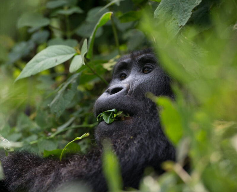 What is the Difference Between Golden Monkey Tracking and Gorilla Trekking?