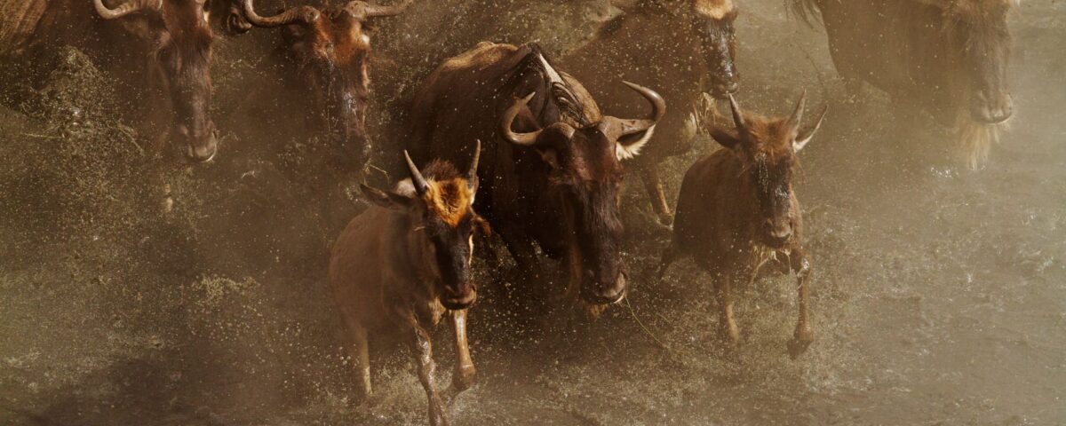 What is the Great Migration in East Africa?