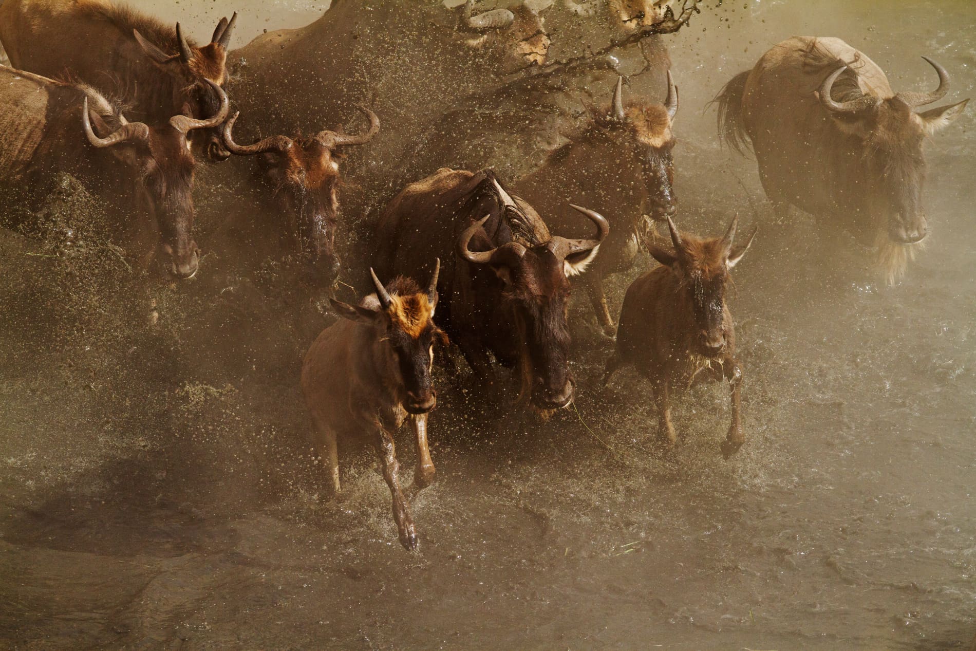 What is the Great Migration in East Africa?