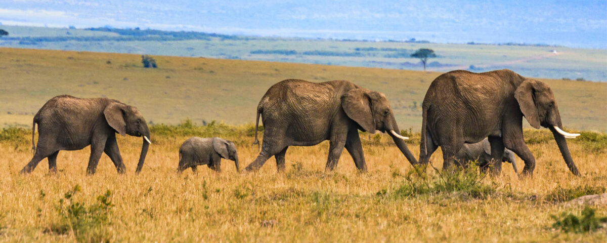 What is the Most Affordable Safari Destination in East Africa?