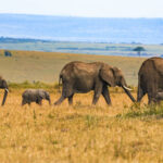 What is the Most Affordable Safari Destination in East Africa?