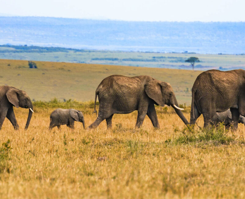 What is the Most Affordable Safari Destination in East Africa?