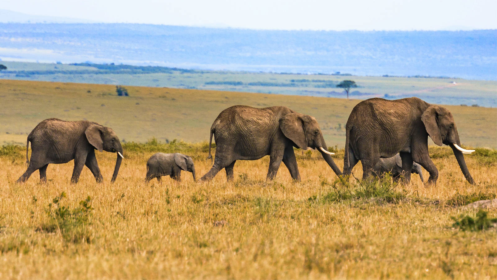 What is the Most Affordable Safari Destination in East Africa?