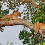 What Makes Queen Elizabeth National Park a Must-See?