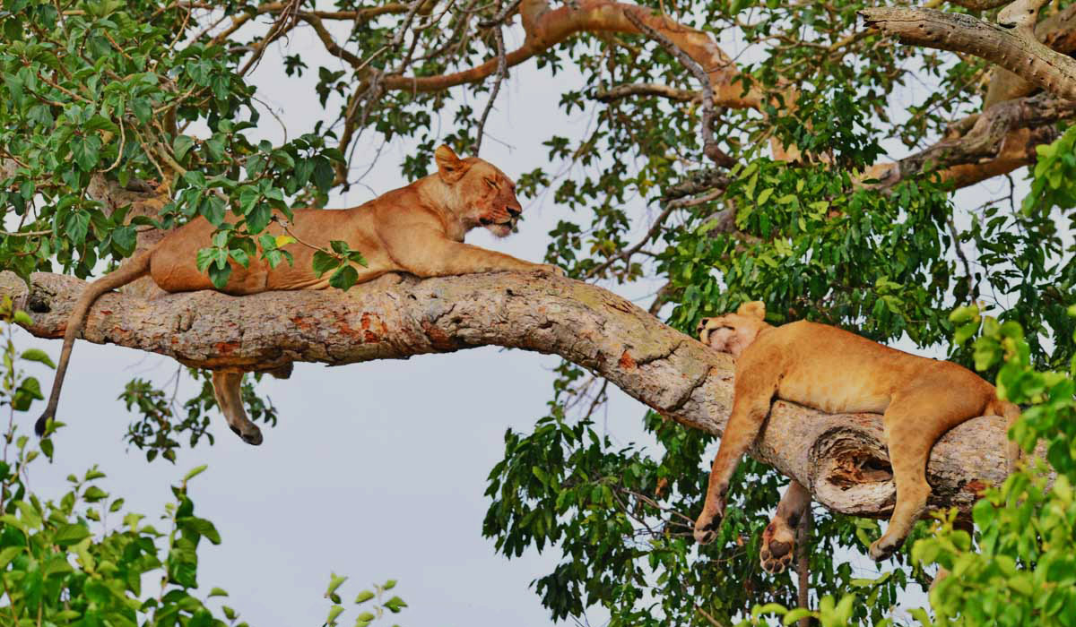 What Makes Queen Elizabeth National Park a Must-See?