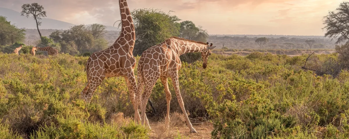 Are Guided Safaris Necessary in Kenya National Parks?