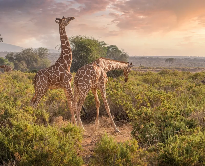 Are Guided Safaris Necessary in Kenya National Parks?