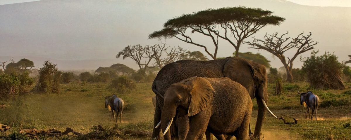 Can Amboseli Be Combined with a Tsavo Safari?
