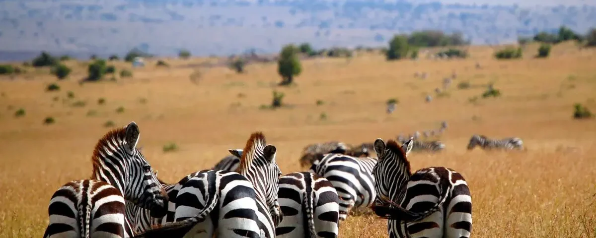 Can I Combine Maasai Mara Safari with Amboseli or Nairobi?