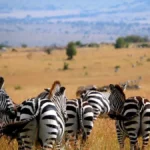 Can I Combine Maasai Mara Safari with Amboseli or Nairobi?
