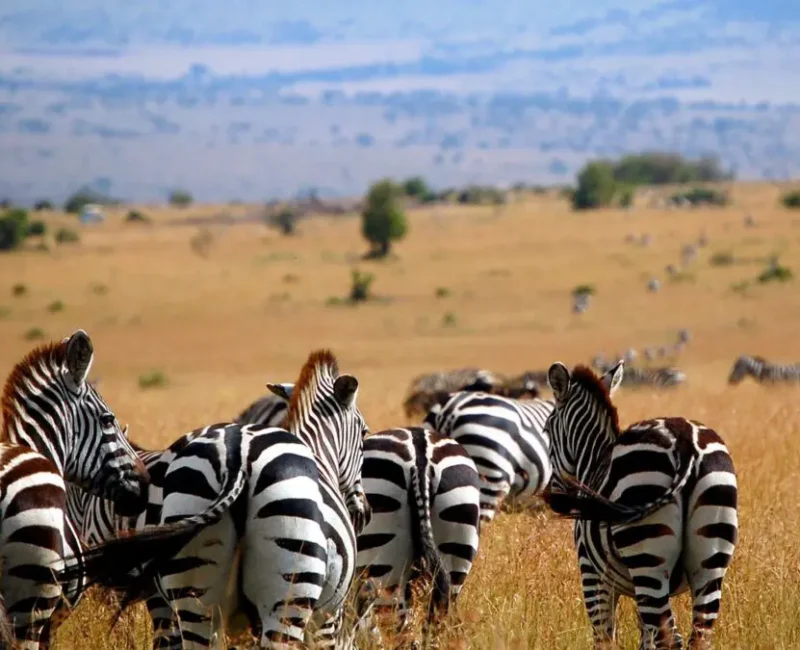 Can I Combine Maasai Mara Safari with Amboseli or Nairobi?