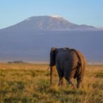 Can I See Mount Kilimanjaro from Amboseli?