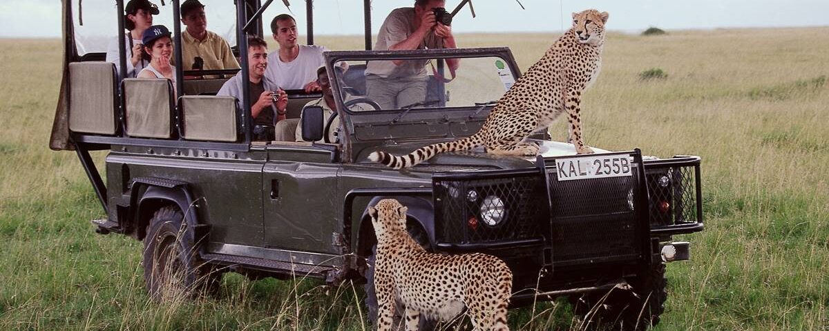 Can Maasai Mara Safaris Be Done on a Budget?