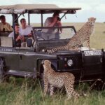 Can Maasai Mara Safaris Be Done on a Budget?