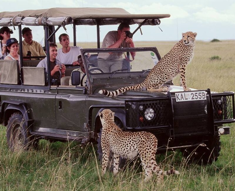 Can Maasai Mara Safaris Be Done on a Budget?