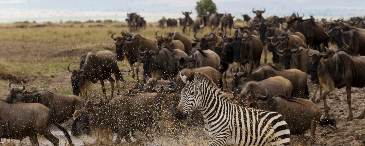 How Early Should I Book Maasai Mara Safaris During the Migration Season?