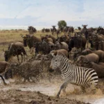 How Early Should I Book Maasai Mara Safaris During the Migration Season?