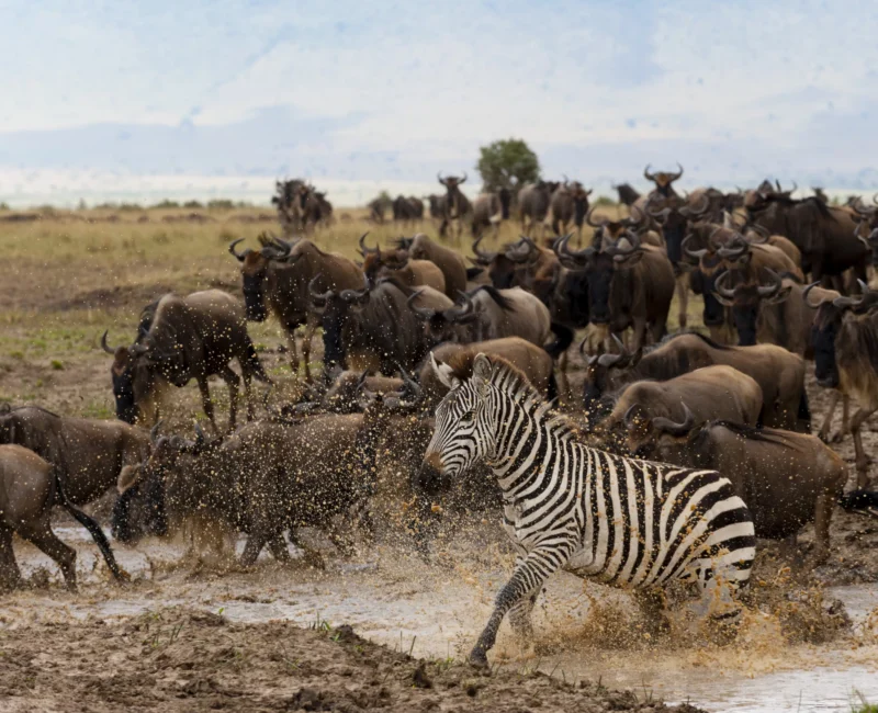 How Early Should I Book Maasai Mara Safaris During the Migration Season?