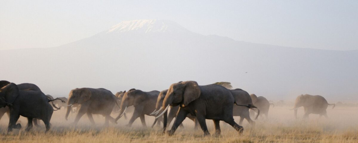 Is Amboseli Ideal for Big Five Sightings?