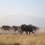 Is Amboseli Ideal for Big Five Sightings?
