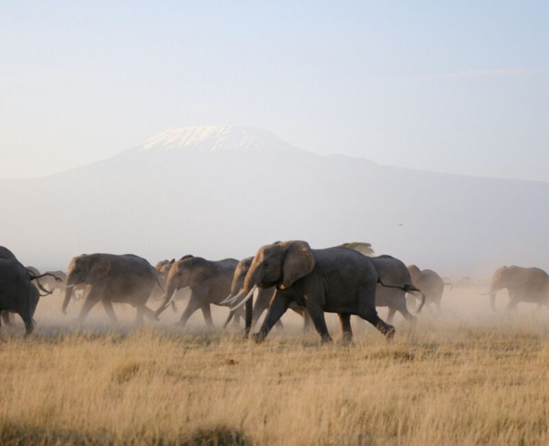 Is Amboseli Ideal for Big Five Sightings?