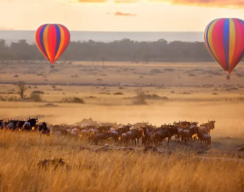 What Makes Kenya One of the Best Safari Destinations in the World?