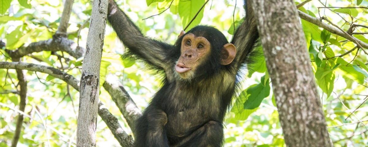 What Time Does Chimpanzee Tracking Start in Uganda?