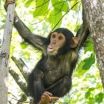What Time Does Chimpanzee Tracking Start in Uganda?