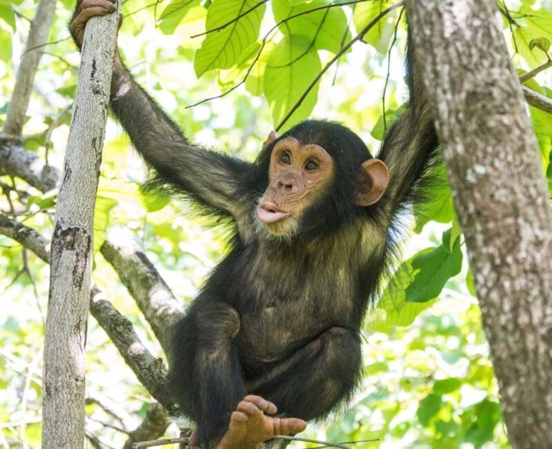 Wildlife in Gombe Stream National Park
