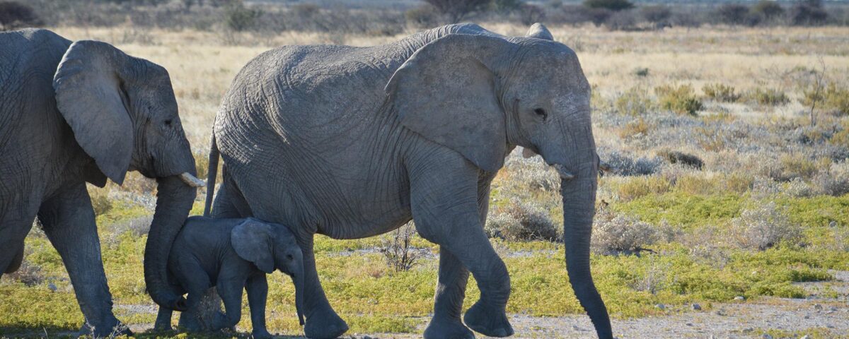 What Type of Animals Can I Expect to See on a Safari