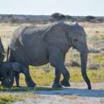 What Type of Animals Can I Expect to See on a Safari