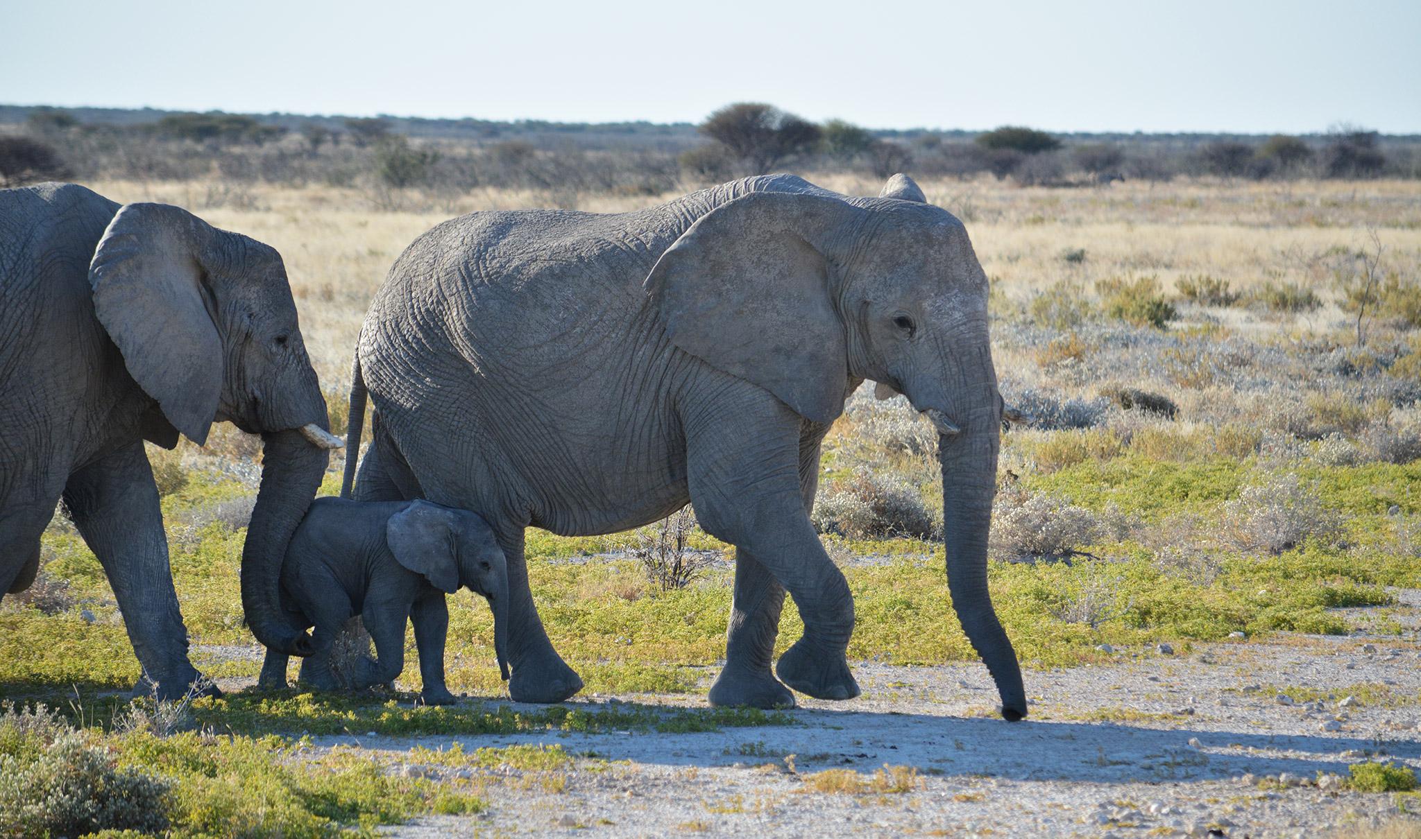 What Type of Animals Can I Expect to See on a Safari